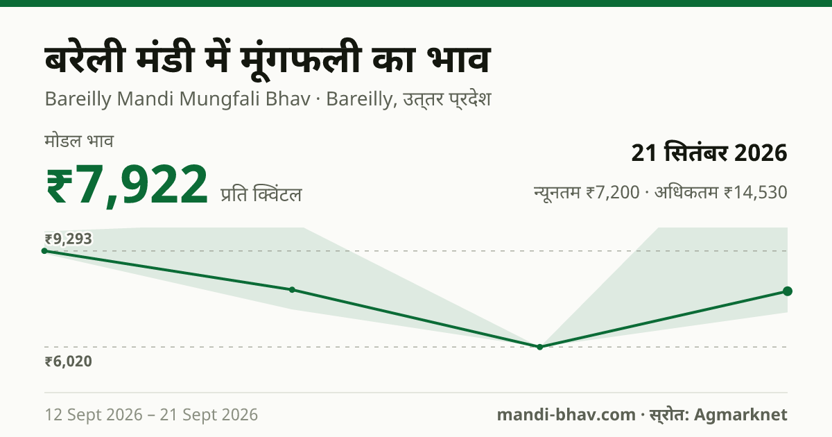 बरेली मंडी में मूंगफली का भाव 21 सितंबर 2026: मोडल ₹7,922 प्रति क्विंटल, भाव के रुझान का चार्ट