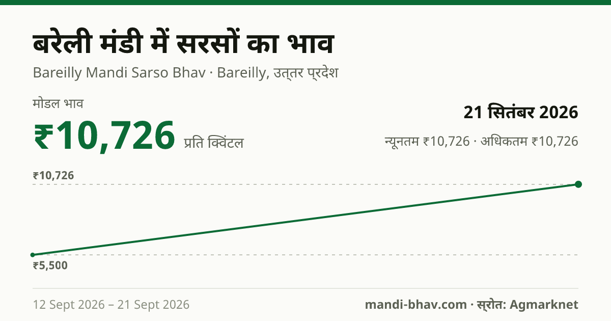 बरेली मंडी में सरसों का भाव 21 सितंबर 2026: मोडल ₹10,726 प्रति क्विंटल, भाव के रुझान का चार्ट