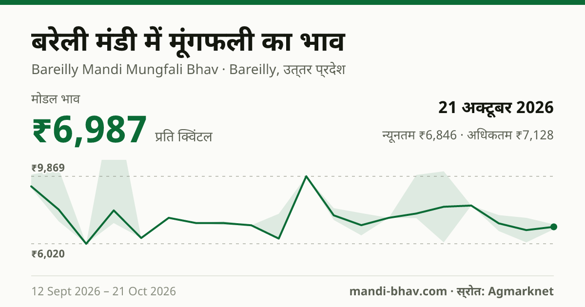 बरेली मंडी में मूंगफली का भाव 21 अक्टूबर 2026: मोडल ₹6,987 प्रति क्विंटल, भाव के रुझान का चार्ट