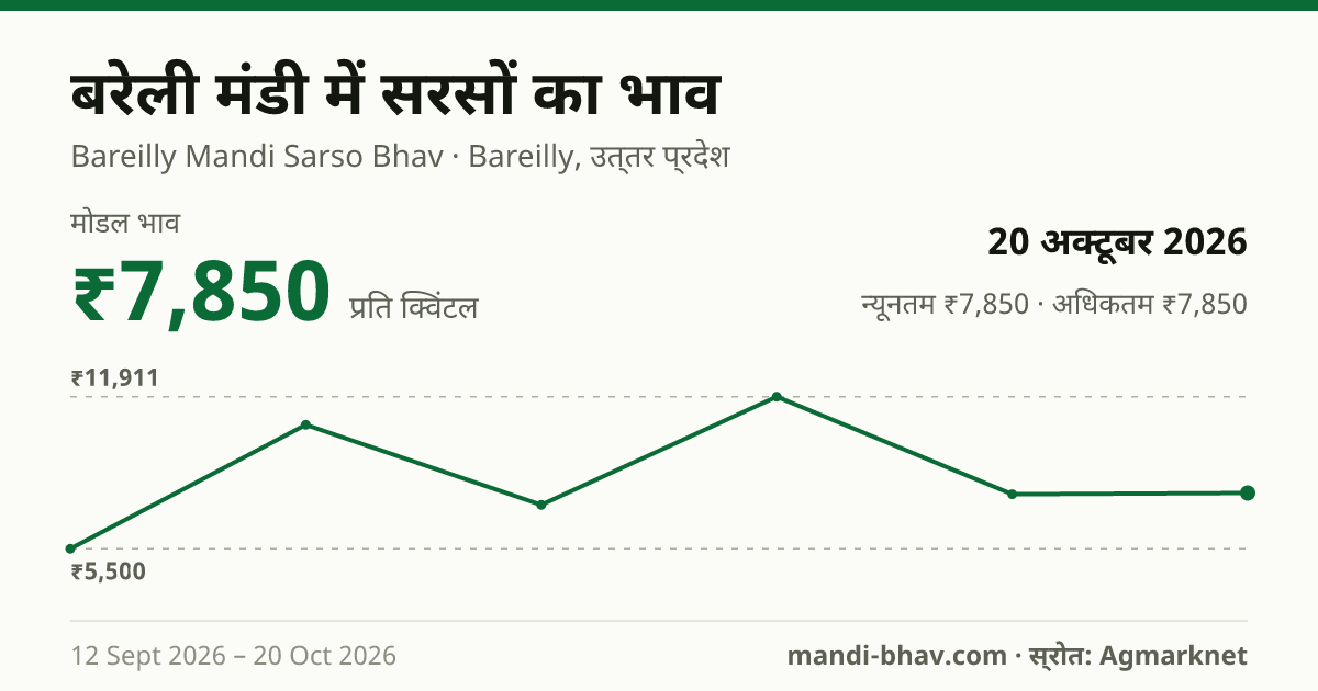 बरेली मंडी में सरसों का भाव 20 अक्टूबर 2026: मोडल ₹7,850 प्रति क्विंटल, भाव के रुझान का चार्ट