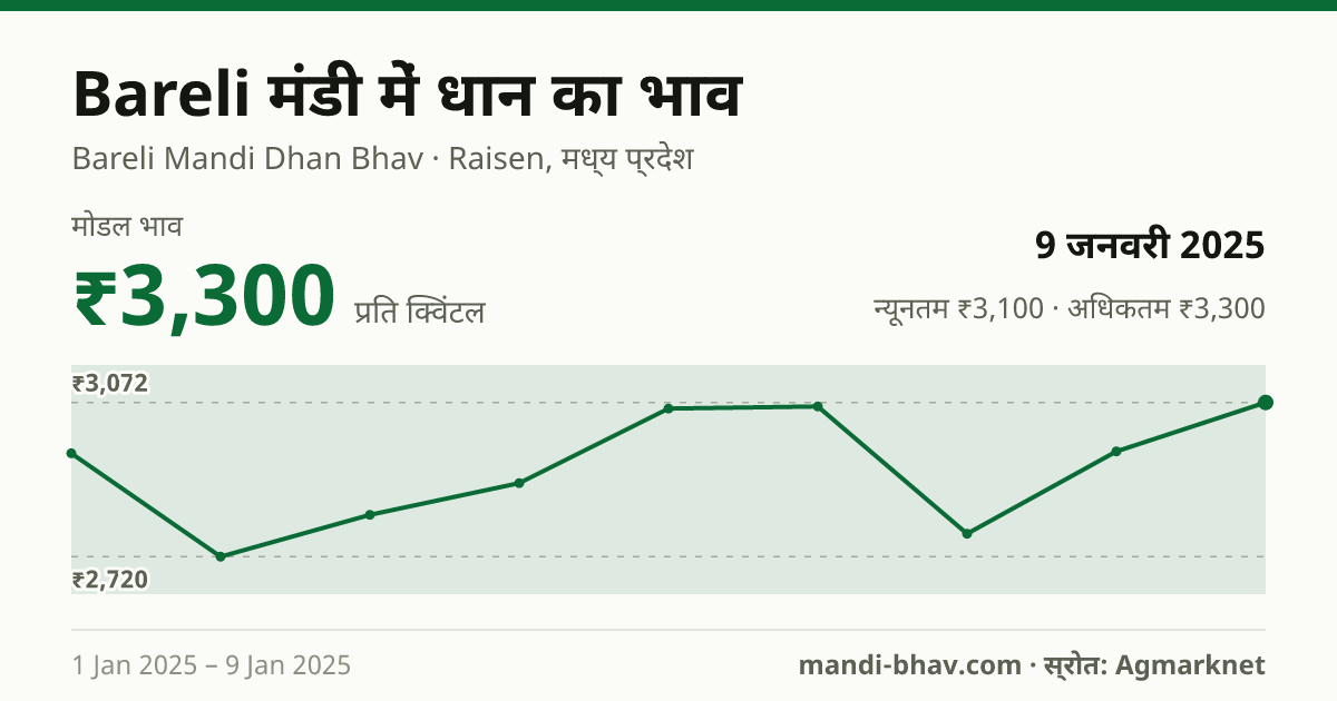 Bareli मंडी में धान का भाव 9 जनवरी 2025: मोडल ₹3,300 प्रति क्विंटल, भाव के रुझान का चार्ट
