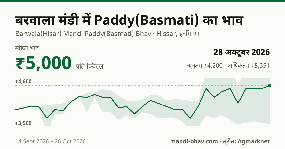 बरवाला मंडी में Paddy(Basmati) का भाव 28 अक्टूबर 2026: मोडल ₹5,000 प्रति क्विंटल, भाव के रुझान का चार्ट