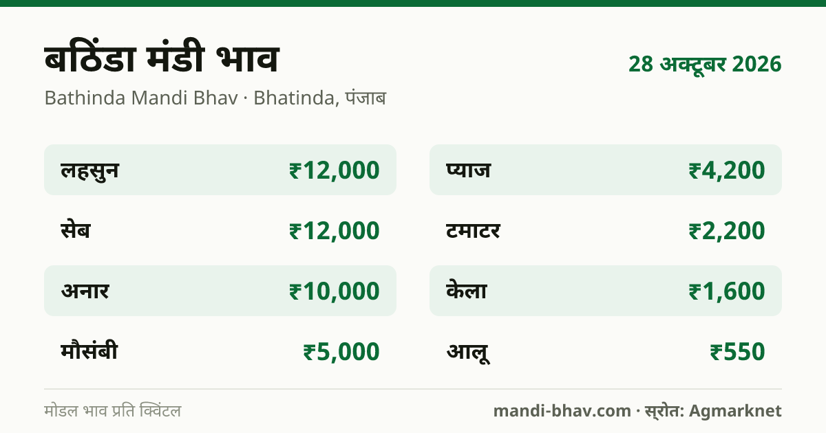 बठिंडा मंडी भाव 28 अक्टूबर 2026: फसलवार मोडल रेट प्रति क्विंटल