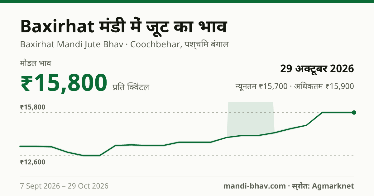 Baxirhat मंडी में Jute का भाव 29 अक्टूबर 2026: मोडल ₹15,800 प्रति क्विंटल, भाव के रुझान का चार्ट