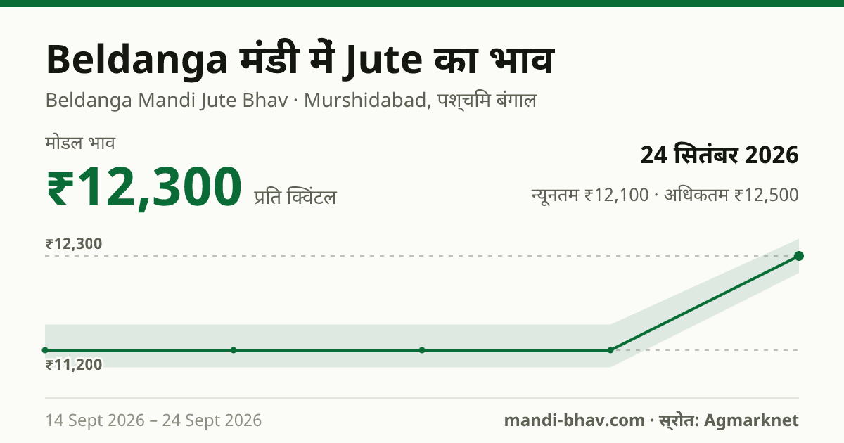 Beldanga मंडी में Jute का भाव 24 सितंबर 2026: मोडल ₹12,300 प्रति क्विंटल, भाव के रुझान का चार्ट