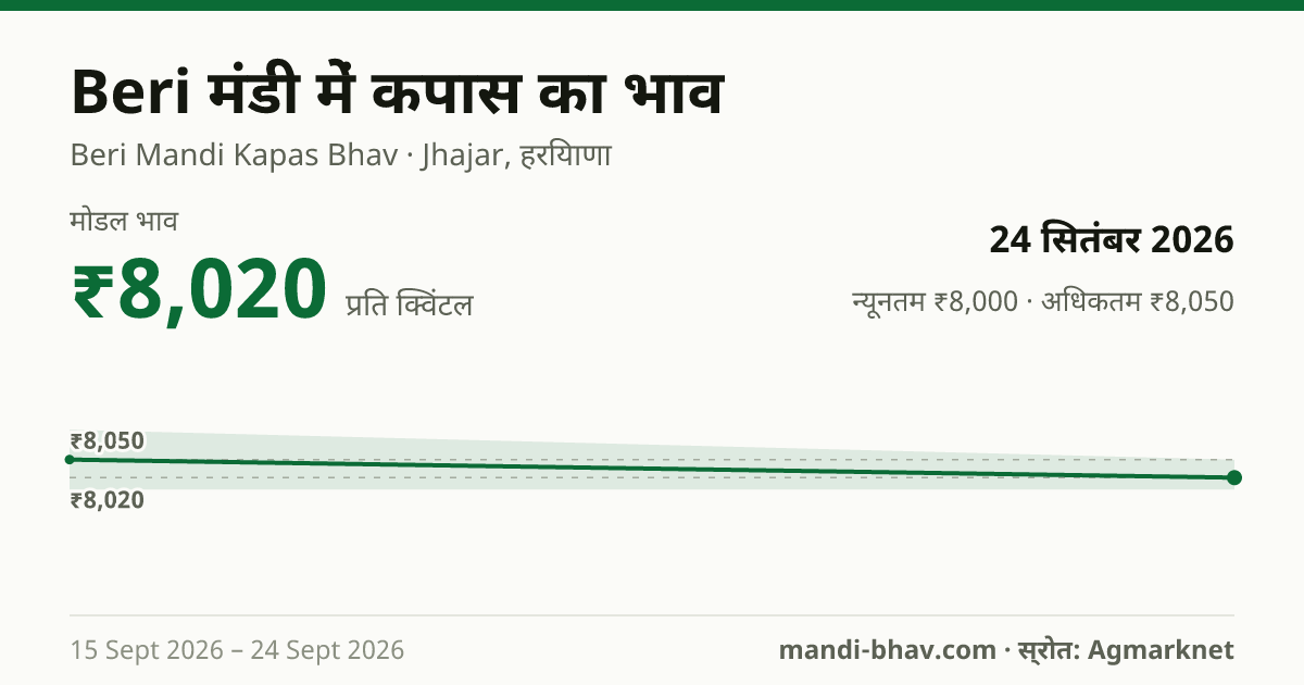 Beri मंडी में कपास का भाव 24 सितंबर 2026: मोडल ₹8,020 प्रति क्विंटल, भाव के रुझान का चार्ट