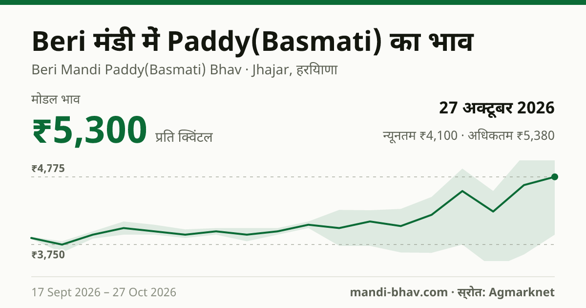 Beri मंडी में Paddy(Basmati) का भाव 27 अक्टूबर 2026: मोडल ₹5,300 प्रति क्विंटल, भाव के रुझान का चार्ट