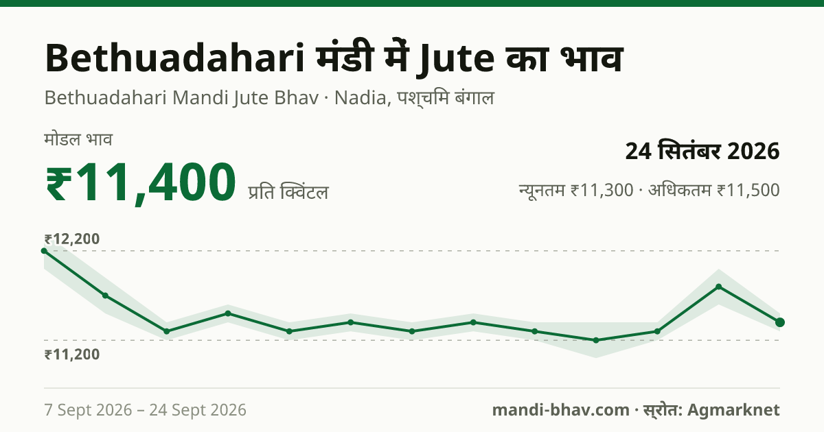 Bethuadahari मंडी में Jute का भाव 24 सितंबर 2026: मोडल ₹11,400 प्रति क्विंटल, भाव के रुझान का चार्ट