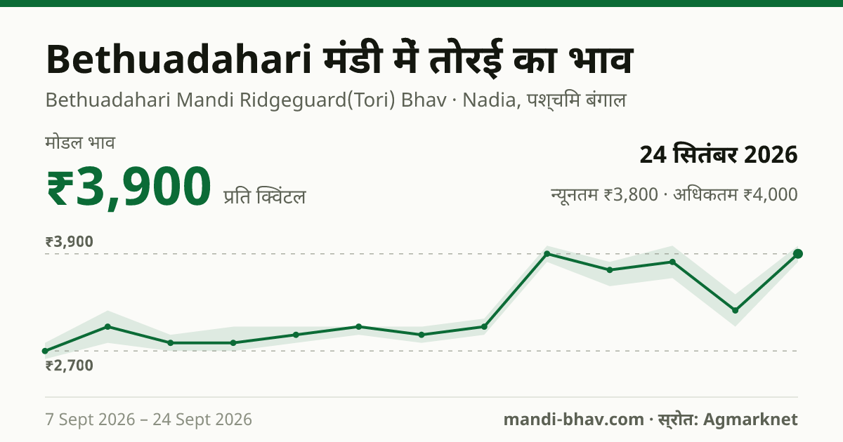 Bethuadahari मंडी में तोरई का भाव 24 सितंबर 2026: मोडल ₹3,900 प्रति क्विंटल, भाव के रुझान का चार्ट