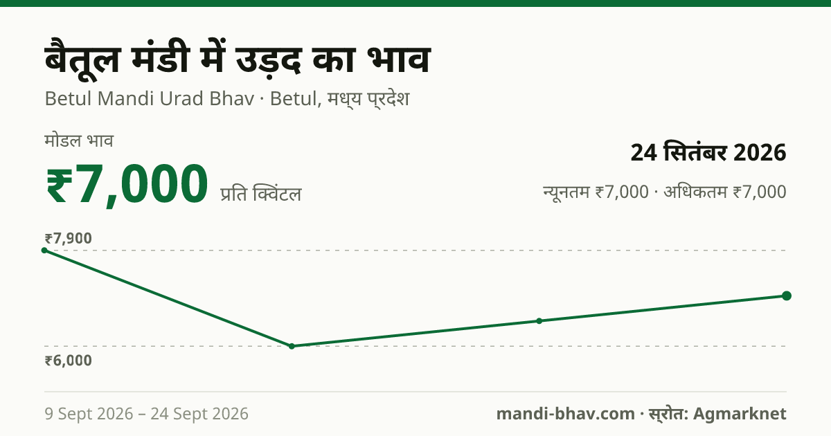 बैतूल मंडी में उड़द का भाव 24 सितंबर 2026: मोडल ₹7,000 प्रति क्विंटल, भाव के रुझान का चार्ट