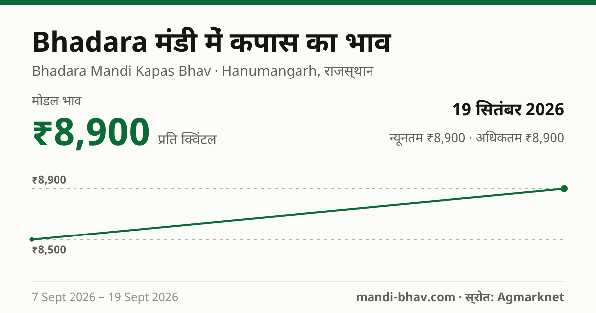 Bhadara मंडी में कपास का भाव 19 सितंबर 2026: मोडल ₹8,900 प्रति क्विंटल, भाव के रुझान का चार्ट