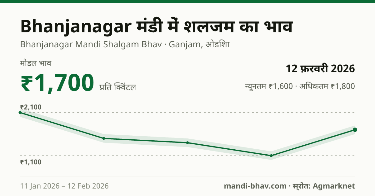Bhanjanagar मंडी में शलजम का भाव 12 फ़रवरी 2026: मोडल ₹1,700 प्रति क्विंटल, भाव के रुझान का चार्ट