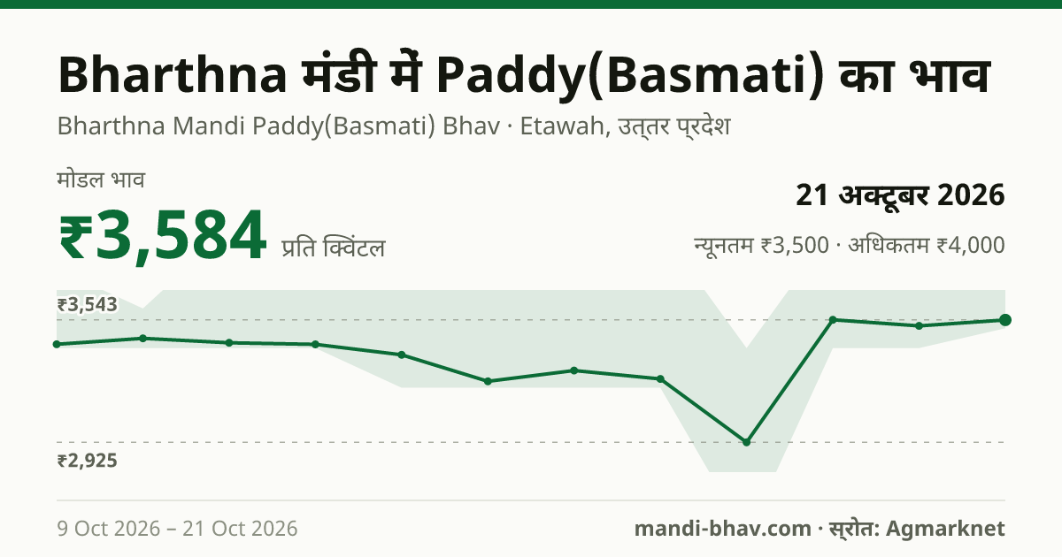 Bharthna मंडी में Paddy(Basmati) का भाव 21 अक्टूबर 2026: मोडल ₹3,584 प्रति क्विंटल, भाव के रुझान का चार्ट