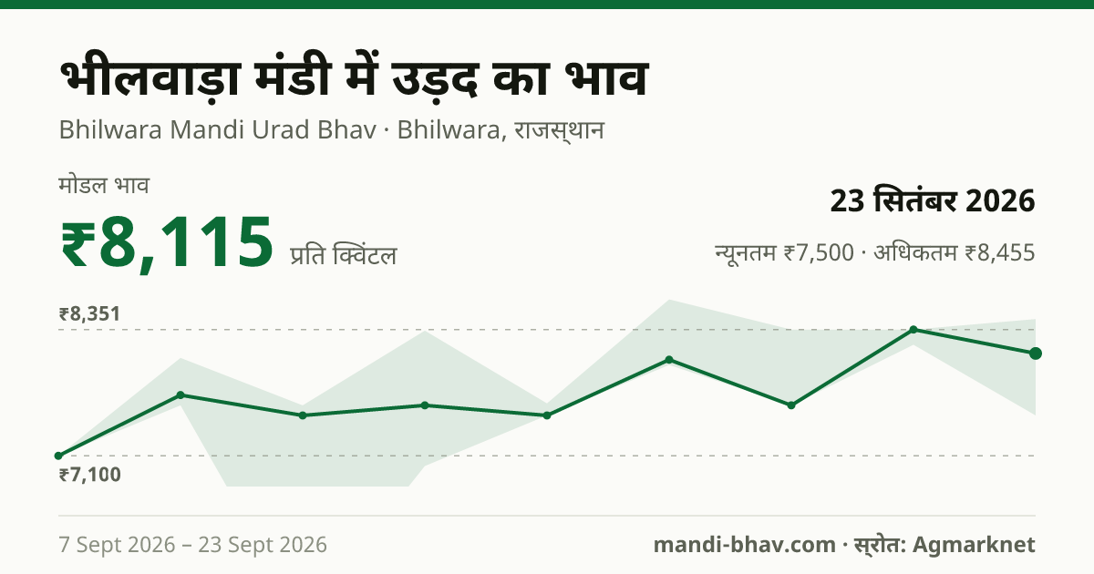 भीलवाड़ा मंडी में उड़द का भाव 23 सितंबर 2026: मोडल ₹8,115 प्रति क्विंटल, भाव के रुझान का चार्ट