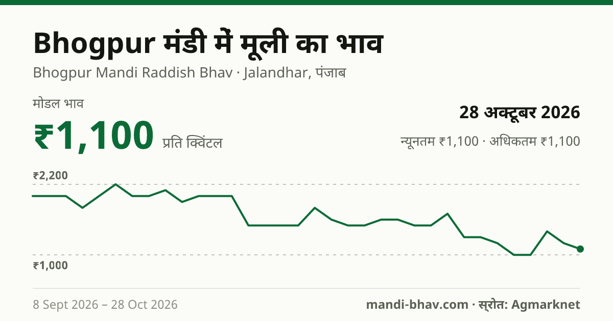 Bhogpur मंडी में मूली का भाव 28 अक्टूबर 2026: मोडल ₹1,100 प्रति क्विंटल, भाव के रुझान का चार्ट