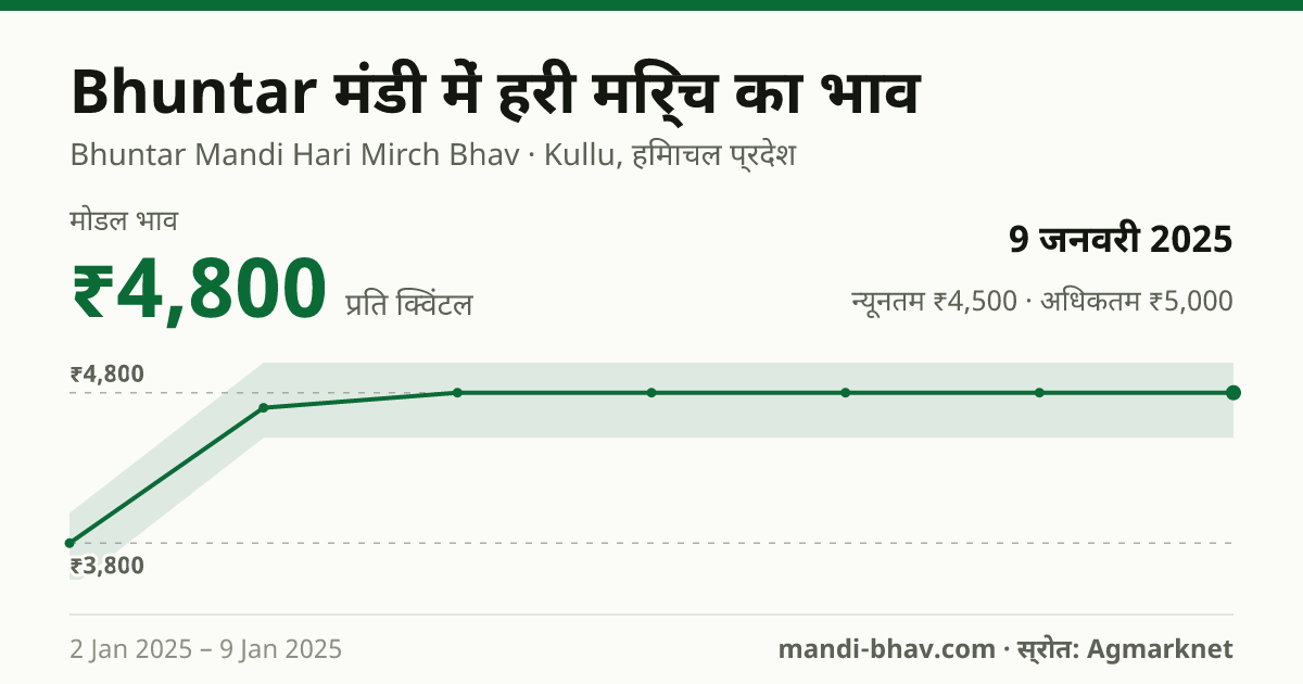 Bhuntar मंडी में हरी मिर्च का भाव 9 जनवरी 2025: मोडल ₹4,800 प्रति क्विंटल, भाव के रुझान का चार्ट