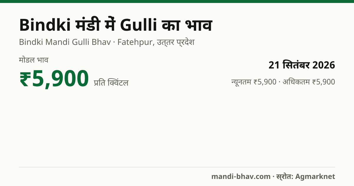Bindki मंडी में Gulli का भाव 21 सितंबर 2026: मोडल ₹5,900 प्रति क्विंटल, भाव के रुझान का चार्ट
