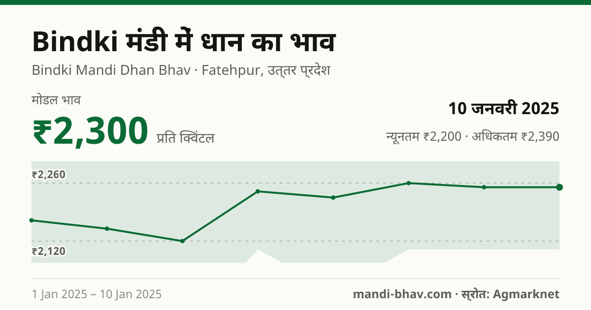 Bindki मंडी में धान का भाव 10 जनवरी 2025: मोडल ₹2,300 प्रति क्विंटल, भाव के रुझान का चार्ट