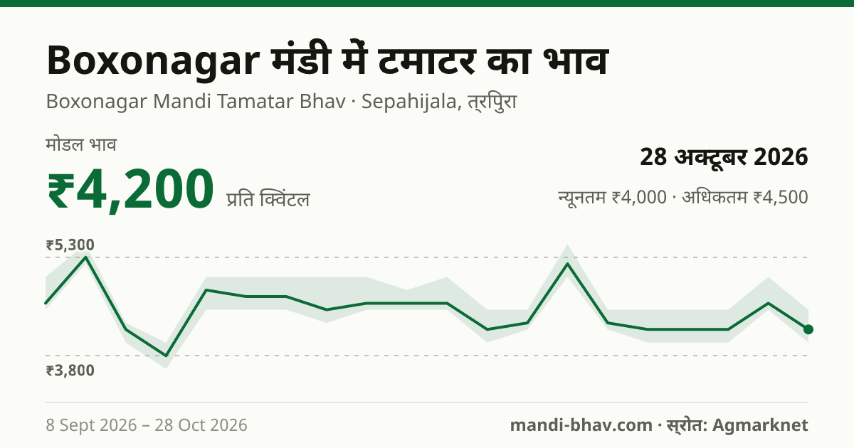 Boxonagar मंडी में टमाटर का भाव 28 अक्टूबर 2026: मोडल ₹4,200 प्रति क्विंटल, भाव के रुझान का चार्ट