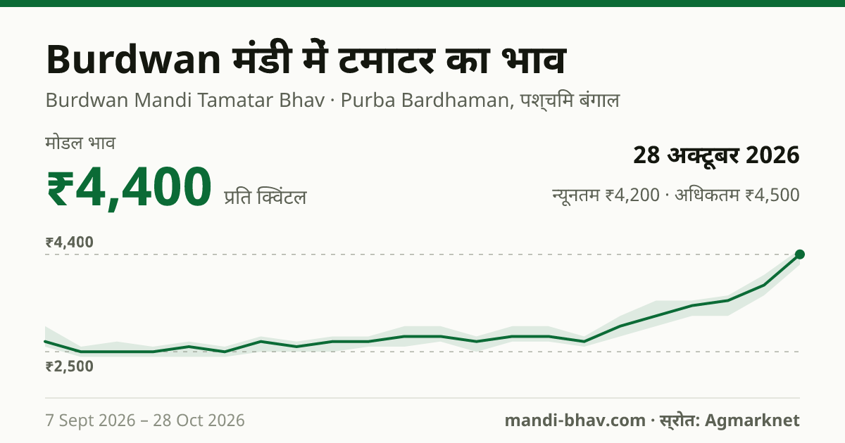 Burdwan मंडी में टमाटर का भाव 28 अक्टूबर 2026: मोडल ₹4,400 प्रति क्विंटल, भाव के रुझान का चार्ट
