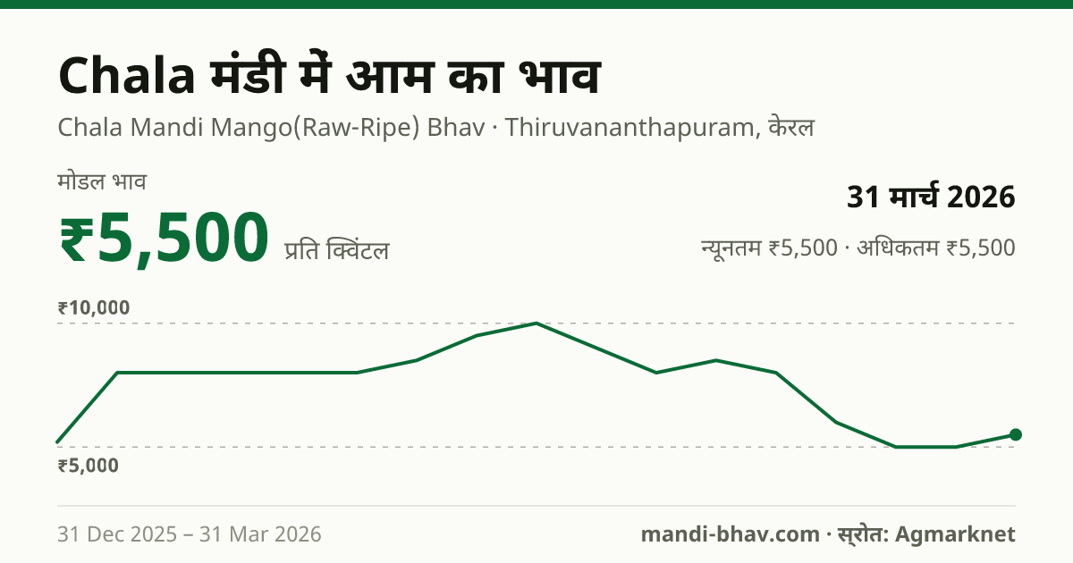 Chala मंडी में आम का भाव 31 मार्च 2026: मोडल ₹5,500 प्रति क्विंटल, भाव के रुझान का चार्ट