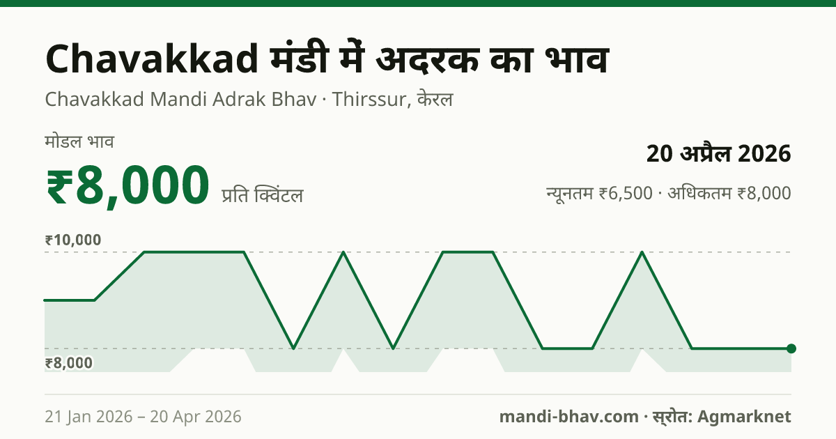 Chavakkad मंडी में अदरक का भाव 20 अप्रैल 2026: मोडल ₹8,000 प्रति क्विंटल, भाव के रुझान का चार्ट