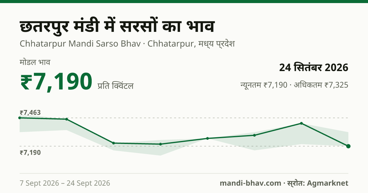 छतरपुर मंडी में सरसों का भाव 24 सितंबर 2026: मोडल ₹7,190 प्रति क्विंटल, भाव के रुझान का चार्ट