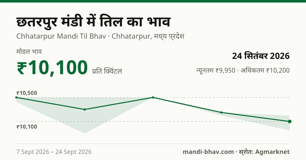 छतरपुर मंडी में तिल का भाव 24 सितंबर 2026: मोडल ₹10,100 प्रति क्विंटल, भाव के रुझान का चार्ट