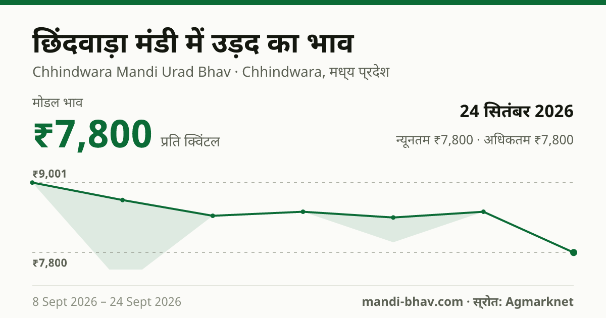 छिंदवाड़ा मंडी में उड़द का भाव 24 सितंबर 2026: मोडल ₹7,800 प्रति क्विंटल, भाव के रुझान का चार्ट