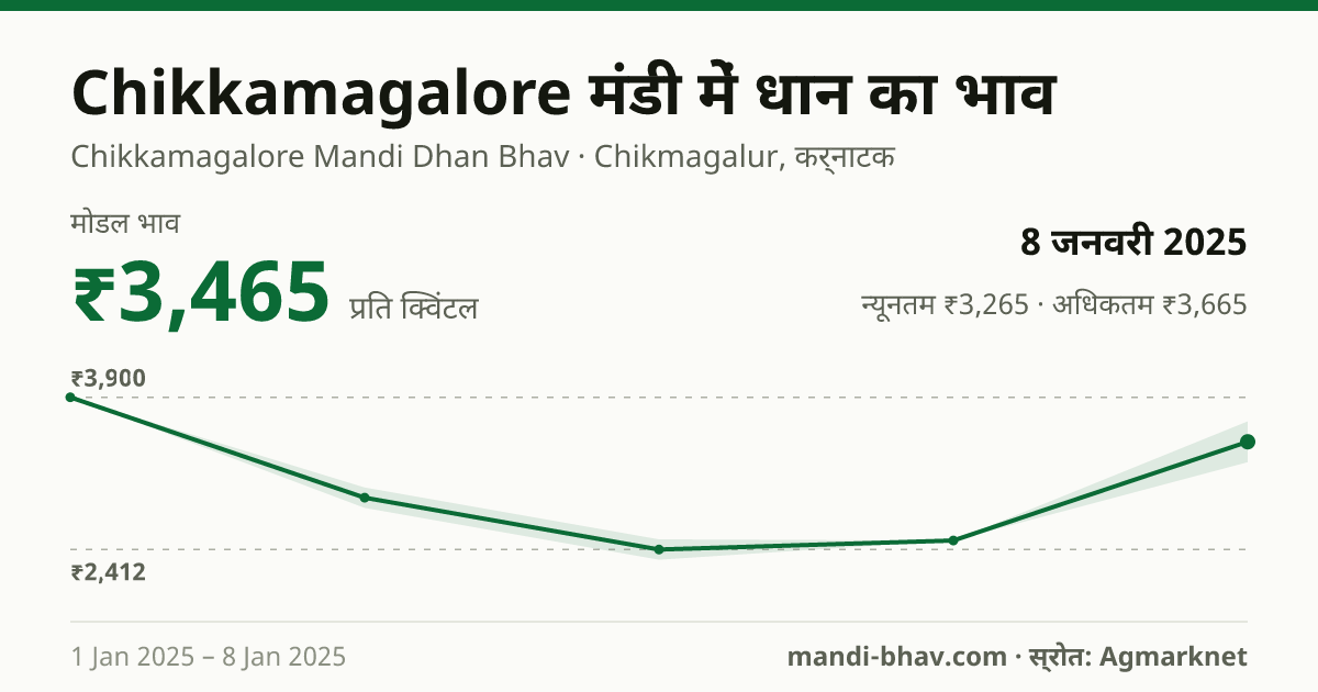 Chikkamagalore मंडी में धान का भाव 8 जनवरी 2025: मोडल ₹3,465 प्रति क्विंटल, भाव के रुझान का चार्ट
