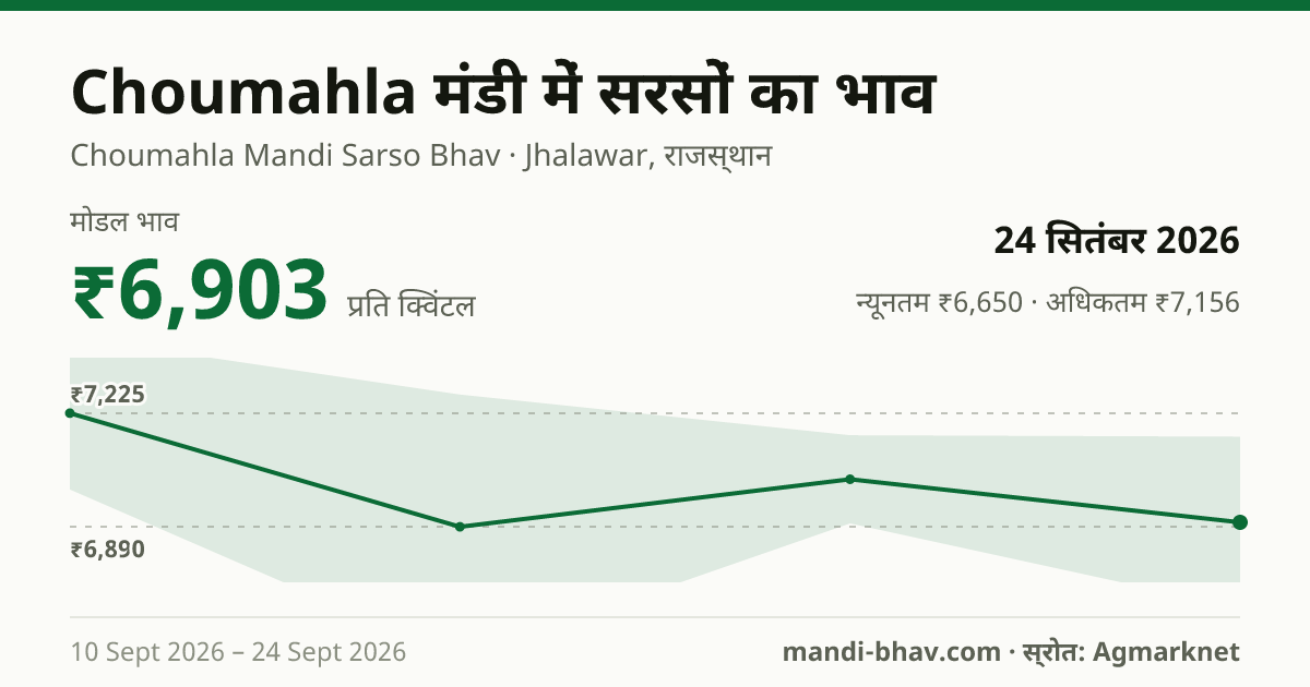 Choumahla मंडी में सरसों का भाव 24 सितंबर 2026: मोडल ₹6,903 प्रति क्विंटल, भाव के रुझान का चार्ट