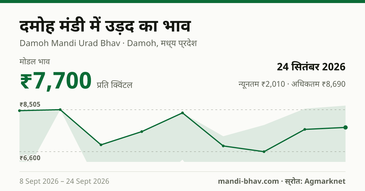 दमोह मंडी में उड़द का भाव 24 सितंबर 2026: मोडल ₹7,700 प्रति क्विंटल, भाव के रुझान का चार्ट