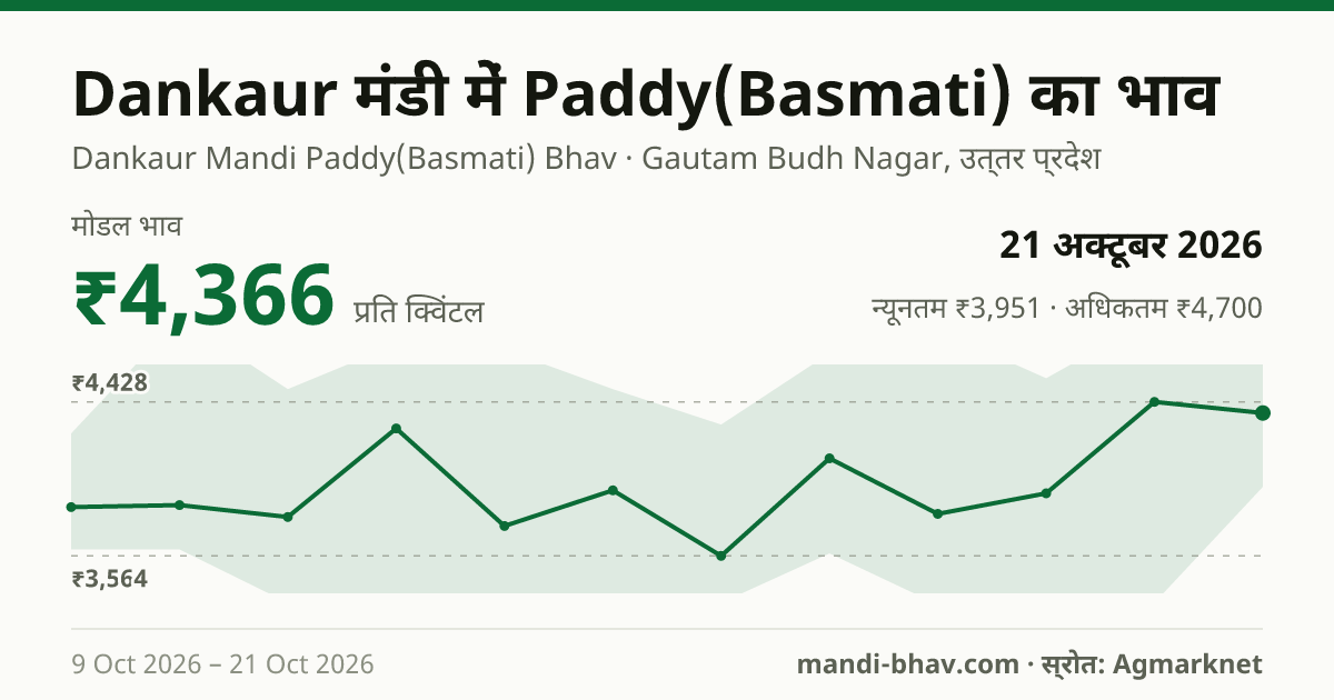 Dankaur मंडी में Paddy(Basmati) का भाव 21 अक्टूबर 2026: मोडल ₹4,366 प्रति क्विंटल, भाव के रुझान का चार्ट