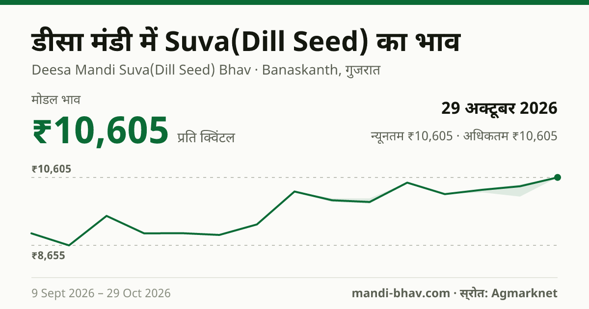 डीसा मंडी में Suva(Dill Seed) का भाव 29 अक्टूबर 2026: मोडल ₹10,605 प्रति क्विंटल, भाव के रुझान का चार्ट