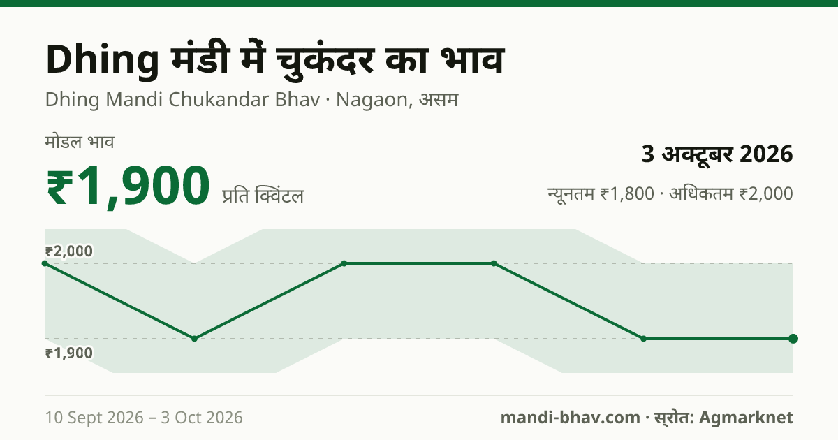 Dhing मंडी में चुकंदर का भाव 3 अक्टूबर 2026: मोडल ₹1,900 प्रति क्विंटल, भाव के रुझान का चार्ट