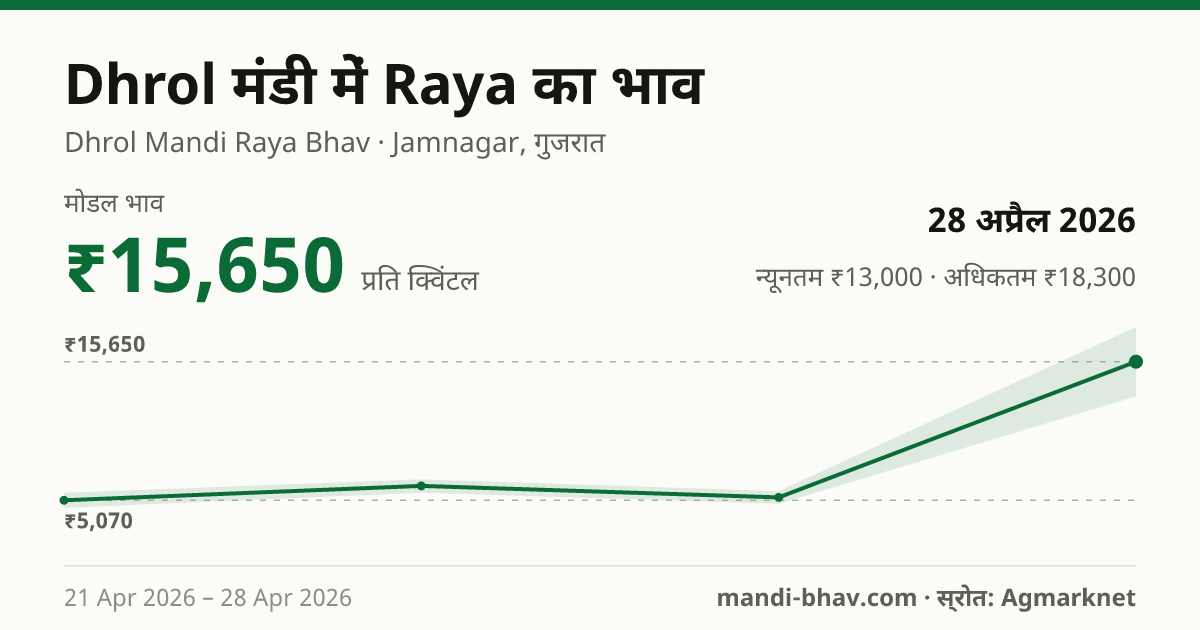 Dhrol मंडी में Raya का भाव 28 अप्रैल 2026: मोडल ₹15,650 प्रति क्विंटल, भाव के रुझान का चार्ट
