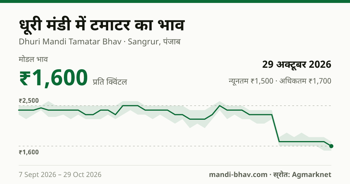 धूरी मंडी में टमाटर का भाव 29 अक्टूबर 2026: मोडल ₹1,600 प्रति क्विंटल, भाव के रुझान का चार्ट