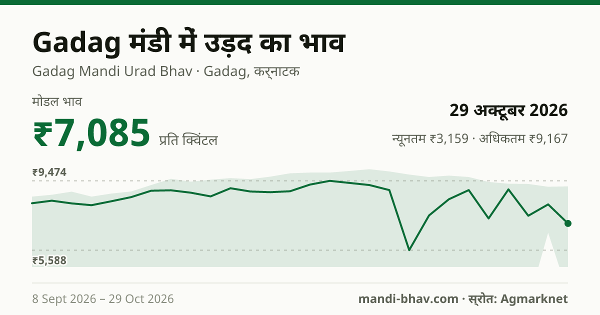 Gadag मंडी में उड़द का भाव 29 अक्टूबर 2026: मोडल ₹7,085 प्रति क्विंटल, भाव के रुझान का चार्ट