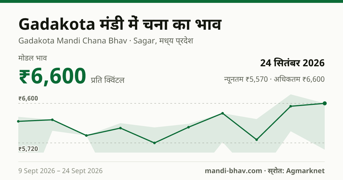 Gadakota मंडी में चना का भाव 24 सितंबर 2026: मोडल ₹6,600 प्रति क्विंटल, भाव के रुझान का चार्ट