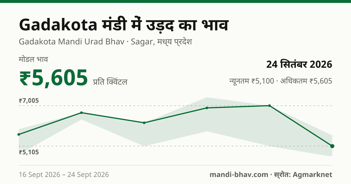 Gadakota मंडी में उड़द का भाव 24 सितंबर 2026: मोडल ₹5,605 प्रति क्विंटल, भाव के रुझान का चार्ट