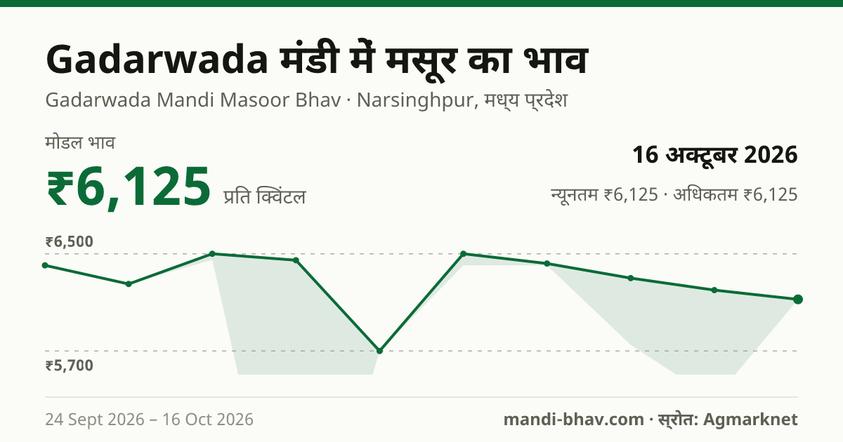 Gadarwada मंडी में मसूर का भाव 16 अक्टूबर 2026: मोडल ₹6,125 प्रति क्विंटल, भाव के रुझान का चार्ट