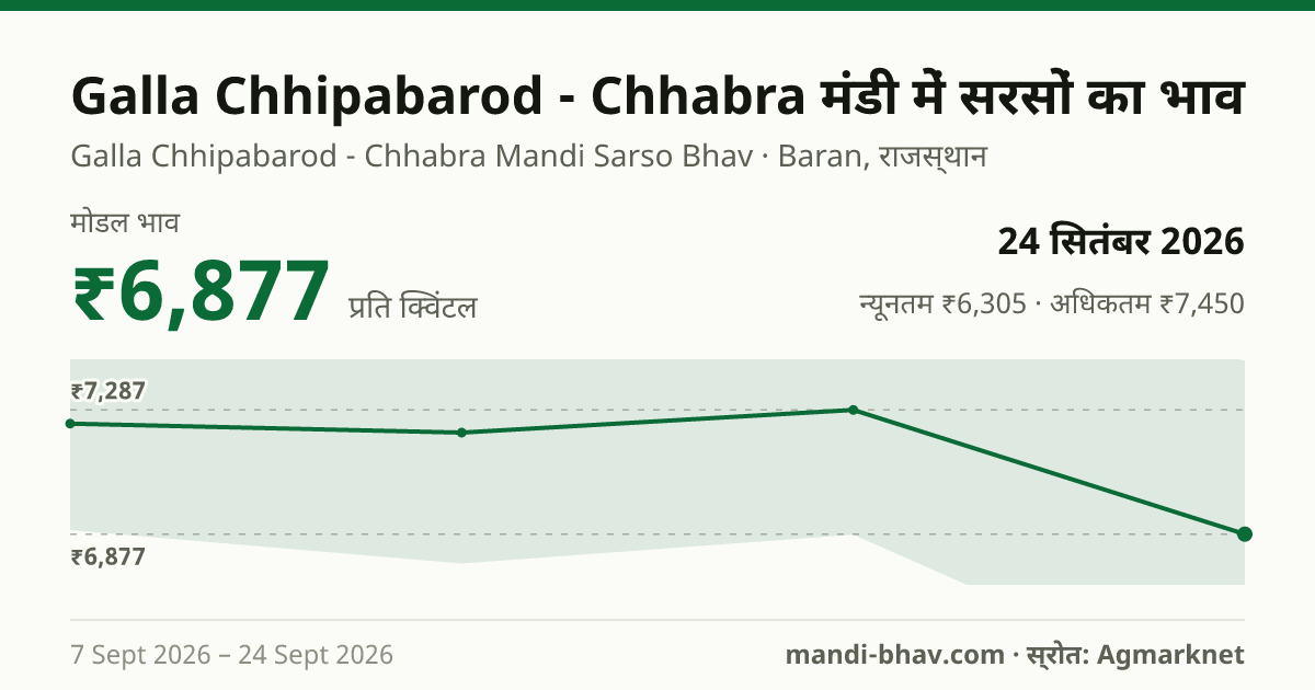 Galla Chhipabarod - Chhabra मंडी में सरसों का भाव 24 सितंबर 2026: मोडल ₹6,877 प्रति क्विंटल, भाव के रुझान का चार्ट