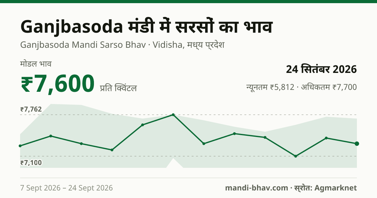 Ganjbasoda मंडी में सरसों का भाव 24 सितंबर 2026: मोडल ₹7,600 प्रति क्विंटल, भाव के रुझान का चार्ट