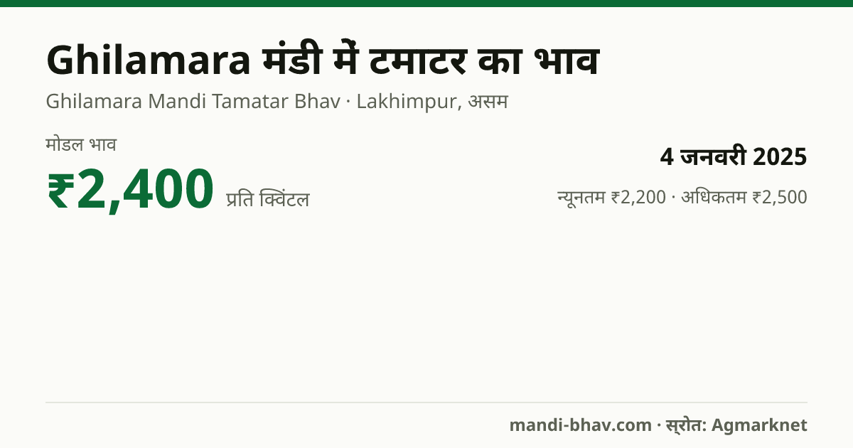 Ghilamara मंडी में टमाटर का भाव 4 जनवरी 2025: मोडल ₹2,400 प्रति क्विंटल, भाव के रुझान का चार्ट