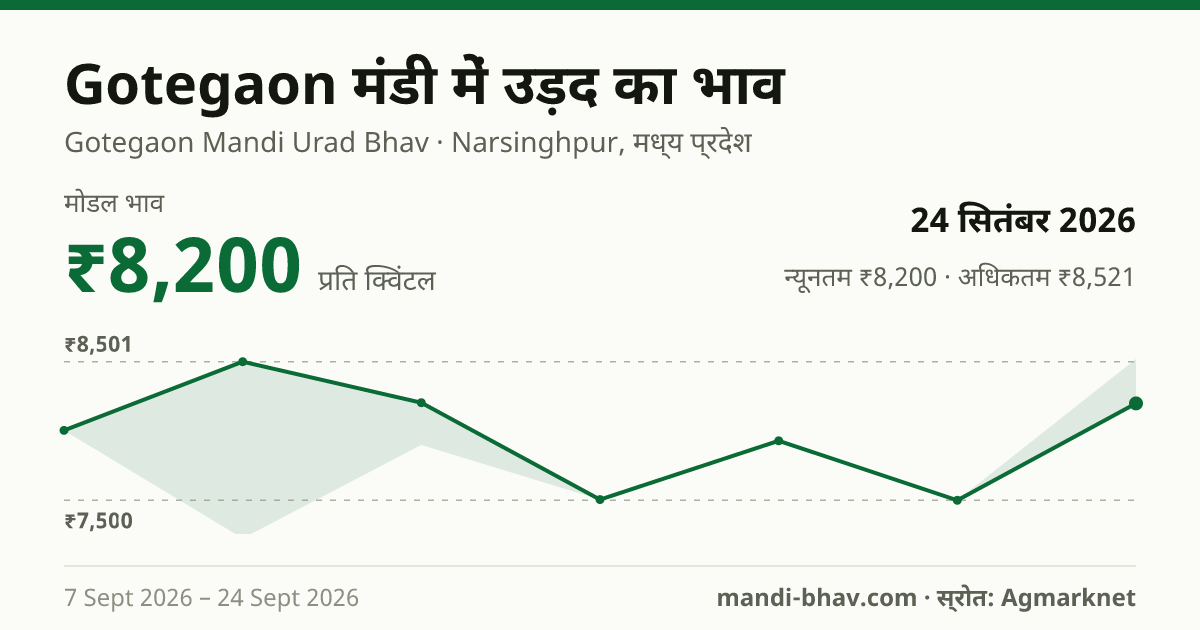 Gotegaon मंडी में उड़द का भाव 24 सितंबर 2026: मोडल ₹8,200 प्रति क्विंटल, भाव के रुझान का चार्ट