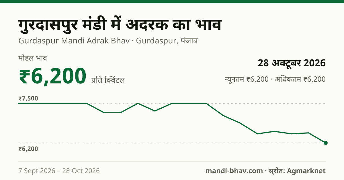 गुरदासपुर मंडी में अदरक का भाव 28 अक्टूबर 2026: मोडल ₹6,200 प्रति क्विंटल, भाव के रुझान का चार्ट