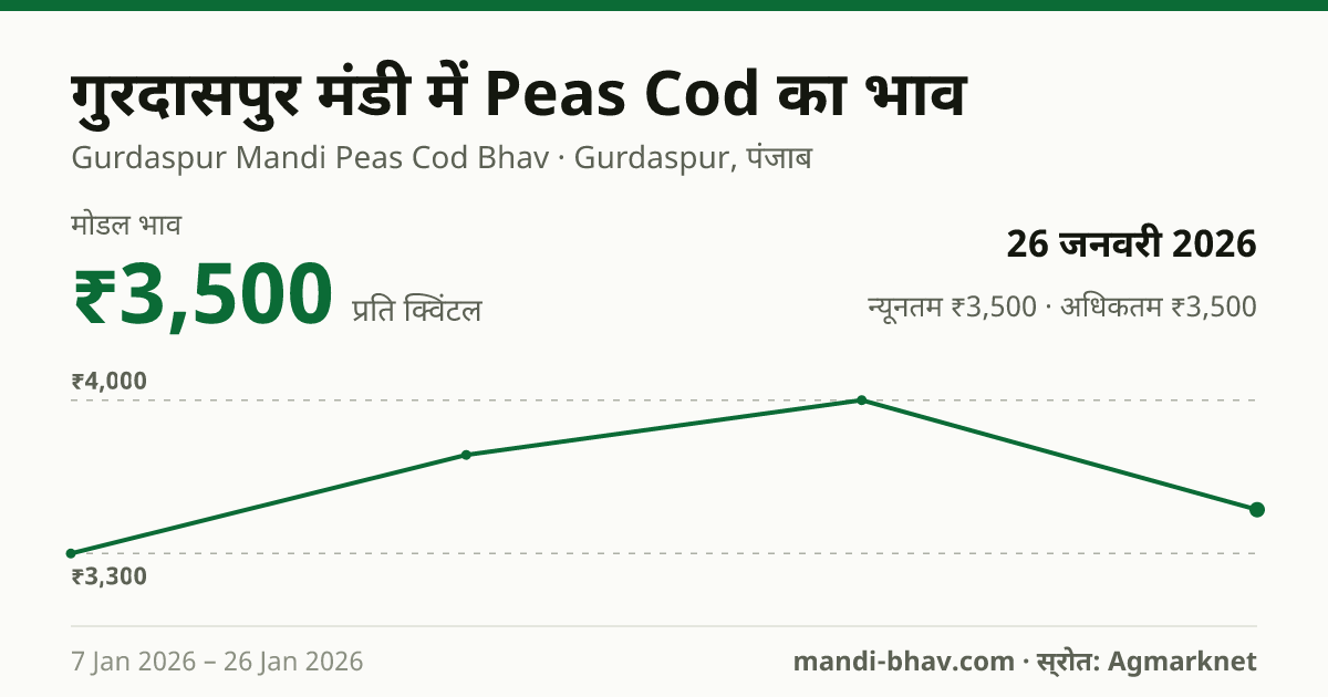 गुरदासपुर मंडी में Peas Cod का भाव 26 जनवरी 2026: मोडल ₹3,500 प्रति क्विंटल, भाव के रुझान का चार्ट