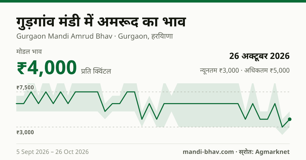 गुड़गांव मंडी में अमरूद का भाव 26 अक्टूबर 2026: मोडल ₹4,000 प्रति क्विंटल, भाव के रुझान का चार्ट