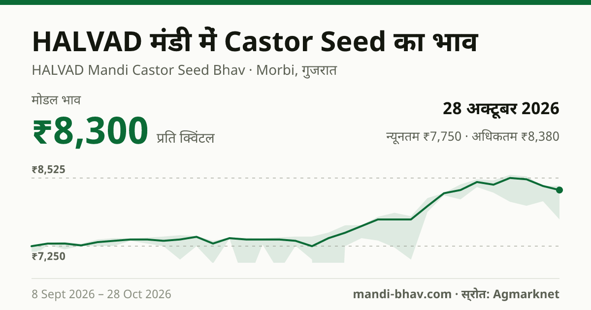 HALVAD मंडी में Castor Seed का भाव 28 अक्टूबर 2026: मोडल ₹8,300 प्रति क्विंटल, भाव के रुझान का चार्ट