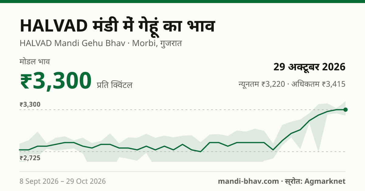 HALVAD मंडी में गेहूं का भाव 29 अक्टूबर 2026: मोडल ₹3,300 प्रति क्विंटल, भाव के रुझान का चार्ट